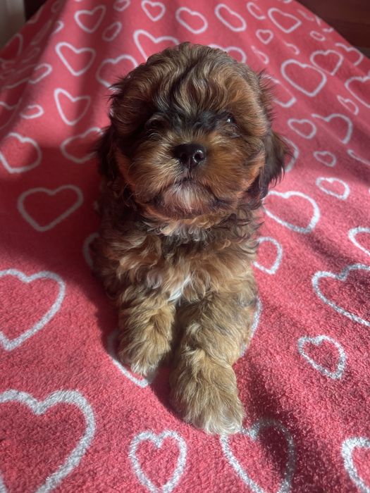 Shihpoo- uroczy piesek pudel, shih tzu