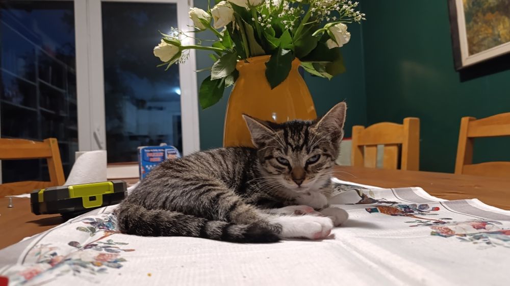 Kotki do adopcji