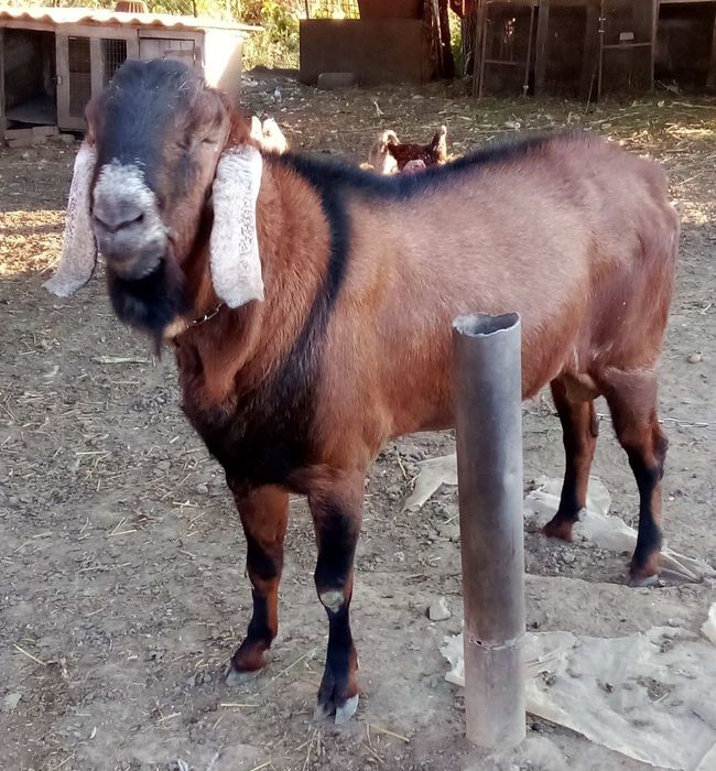 Англо-нубійський цап на покриття