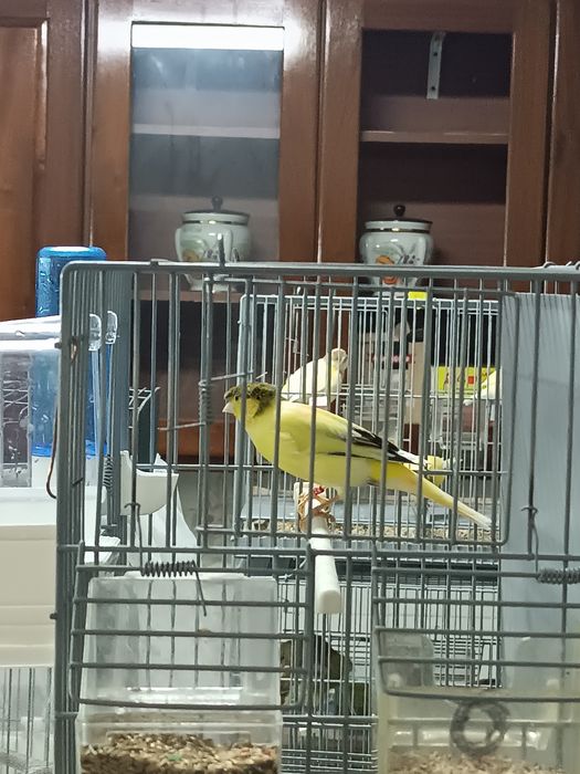 Canários machos e fêmeas