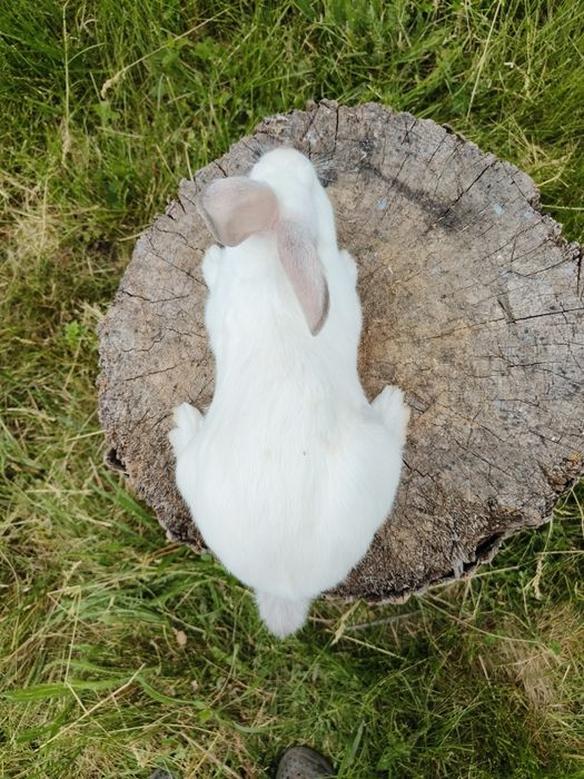 Свійські кролики