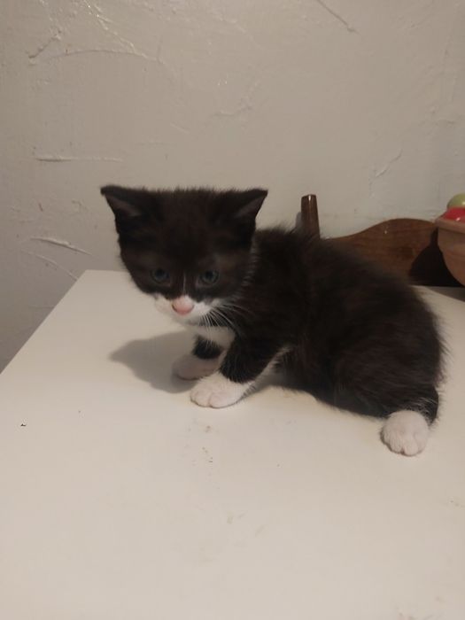 Oddam kotkę w dobre ręce