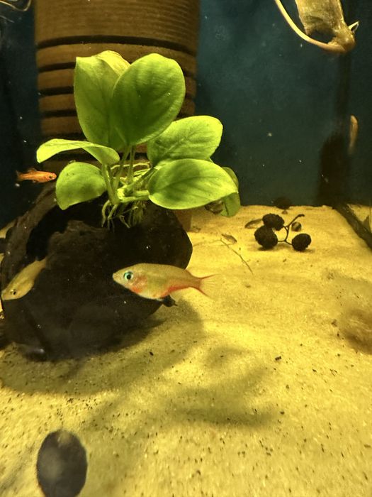 Oryzias woworae od Max zoo