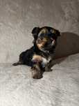 Yorkshire terrier Suczka