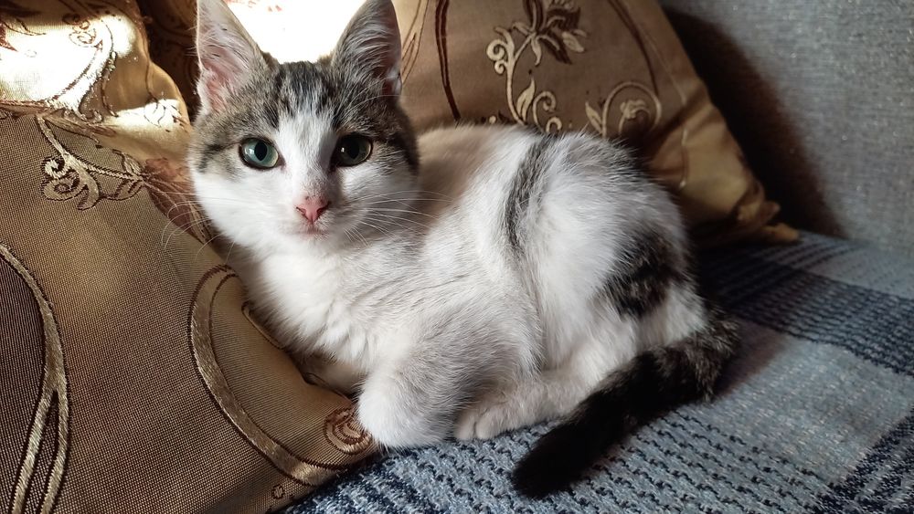 Віддам дуже гарне кошеня - дівчинку