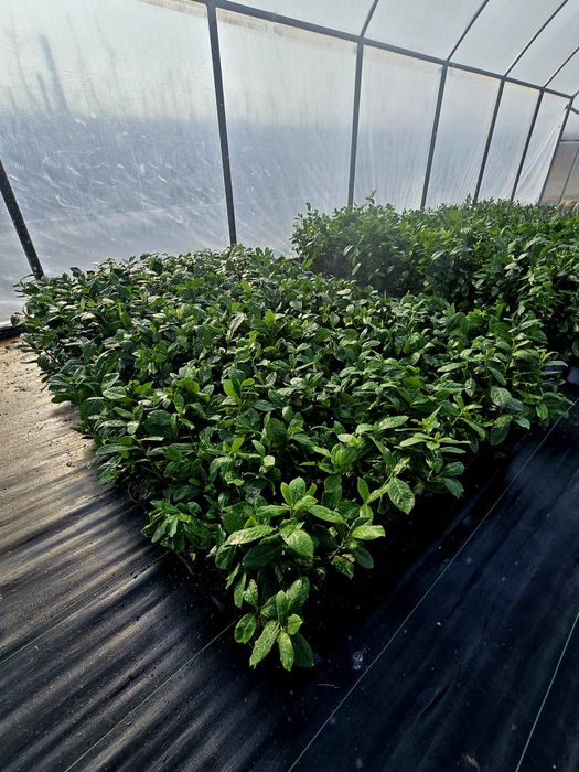 Laurowisnia Novita, Etna ,Otto  Luyken
Zapraszamy 
Zawichost ul.Trojca