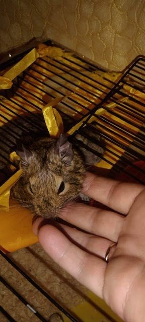 2 koszatniczki szukają kochającego właściciela