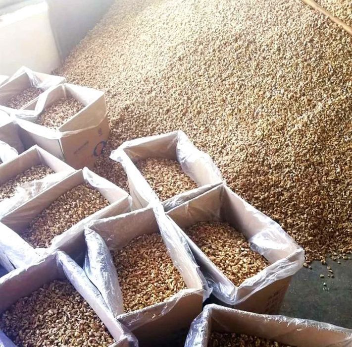 Продам Саженцы Грецкого ОРЕХА Привитого и черенки ГОЛАНДИЯ