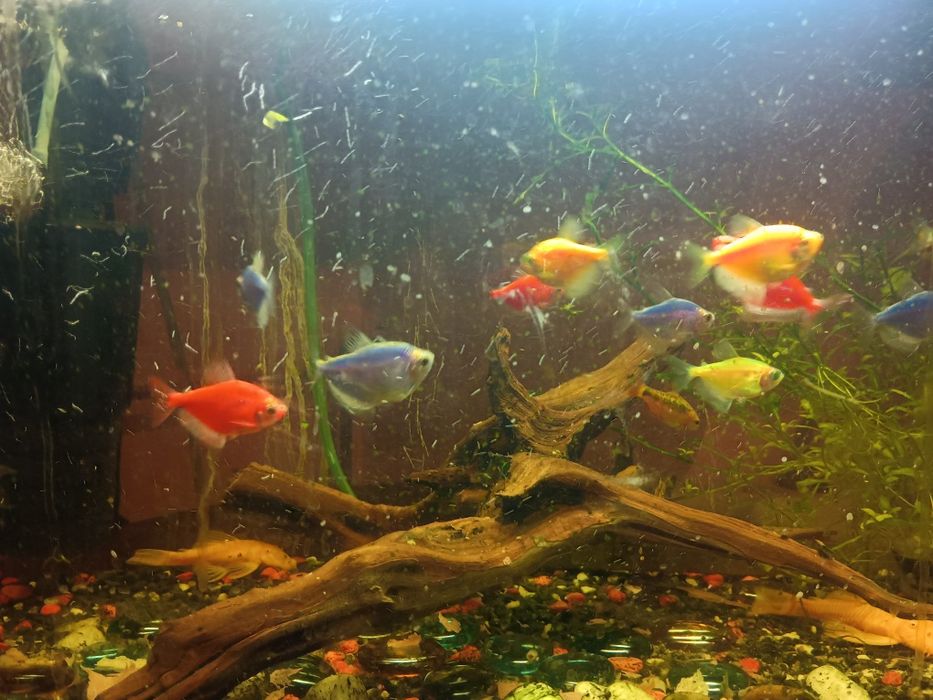 Akwarium 60l z rybkami filtrem i napowietrzaczem