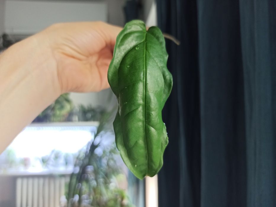 Monstera Obliqua Amazonas