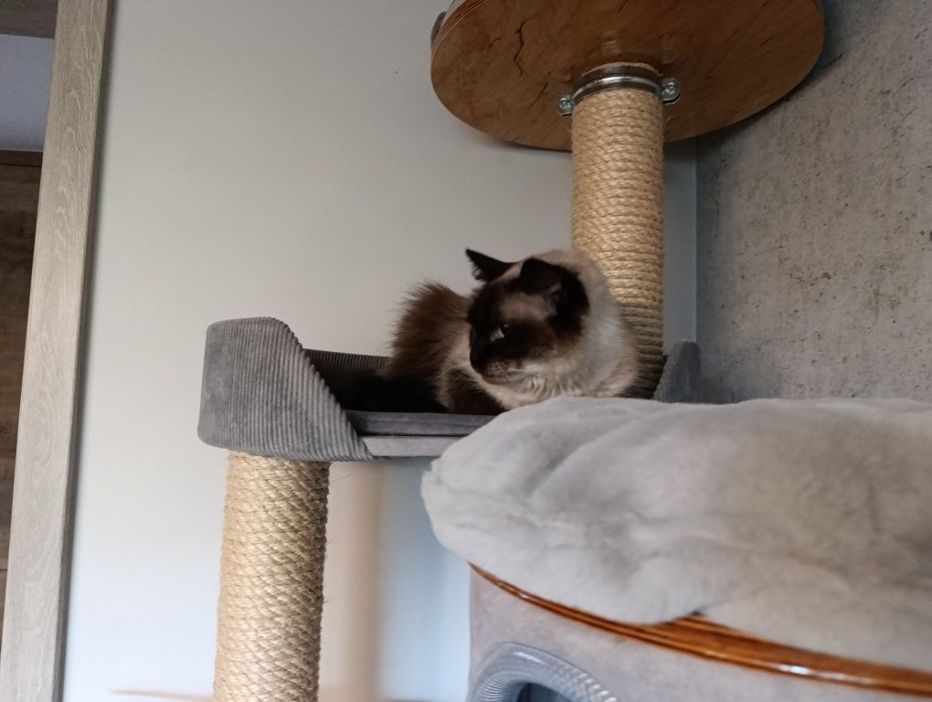 Kot ragdoll - kotka ragdoll z niebieskimi oczami- RODOWÓD do adopcji