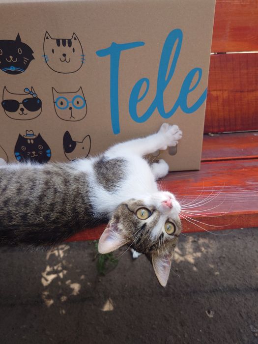 Котенок девочка бесплатно. Кошечка. Котята даром. Кошка.