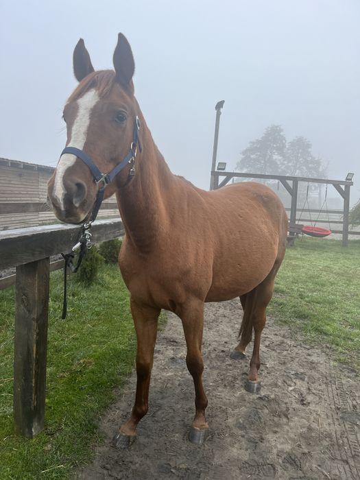 przyszlosciowy walach