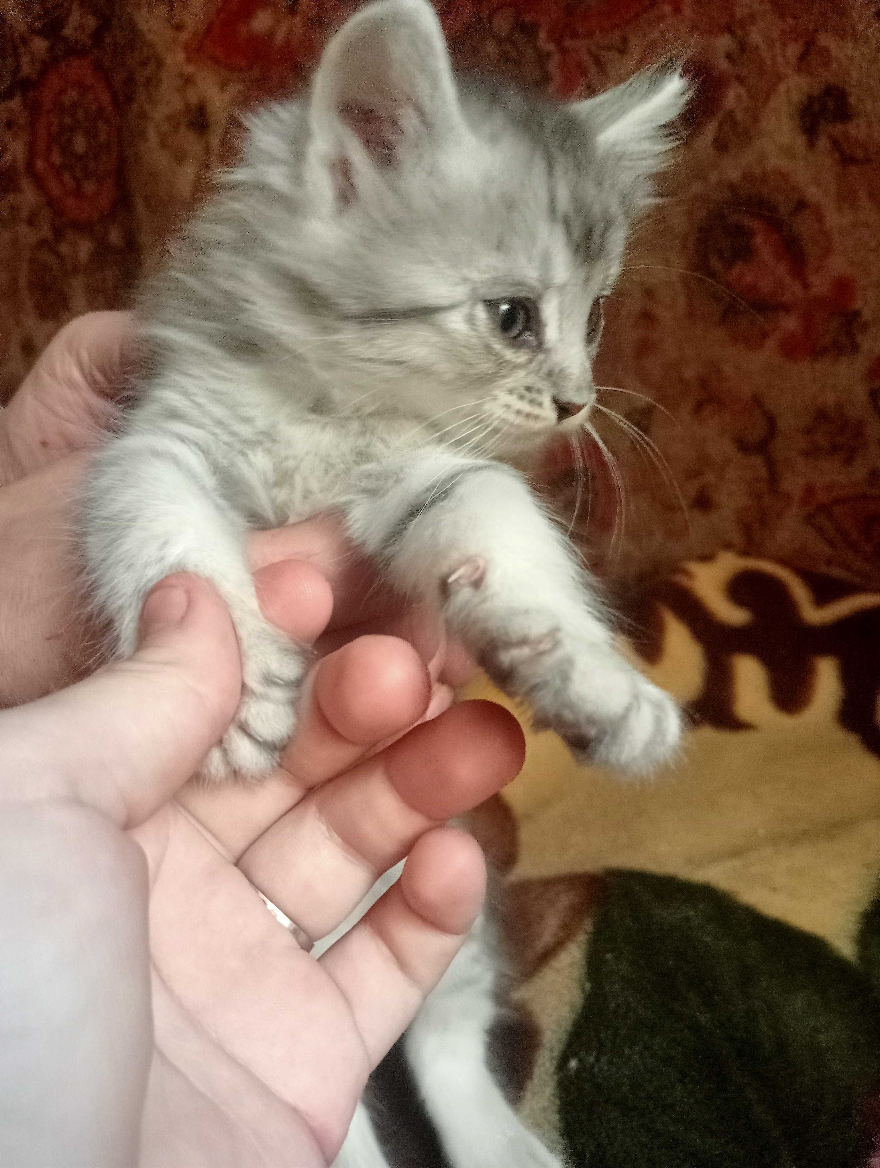 Кошенята, маленьки