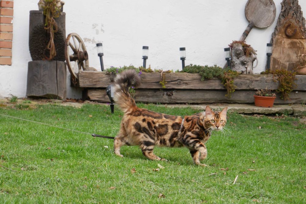 Jerry kocurek bengalski dlugowlosy