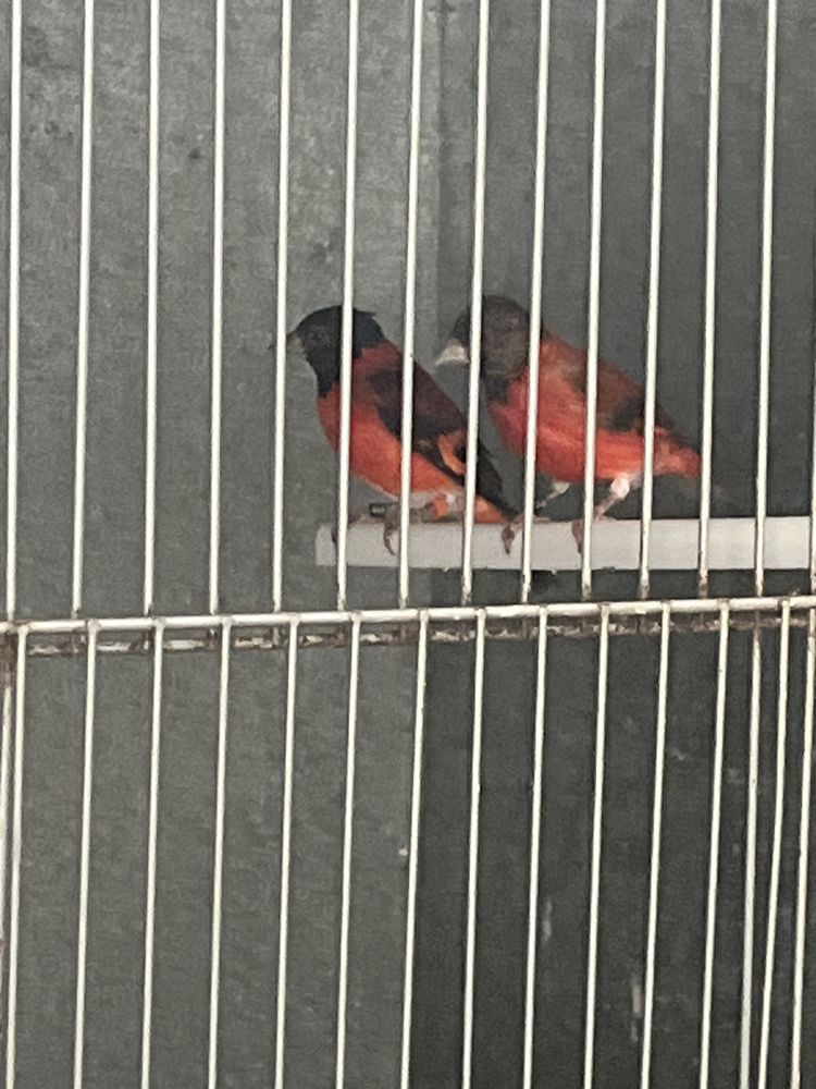 Canario cardinal