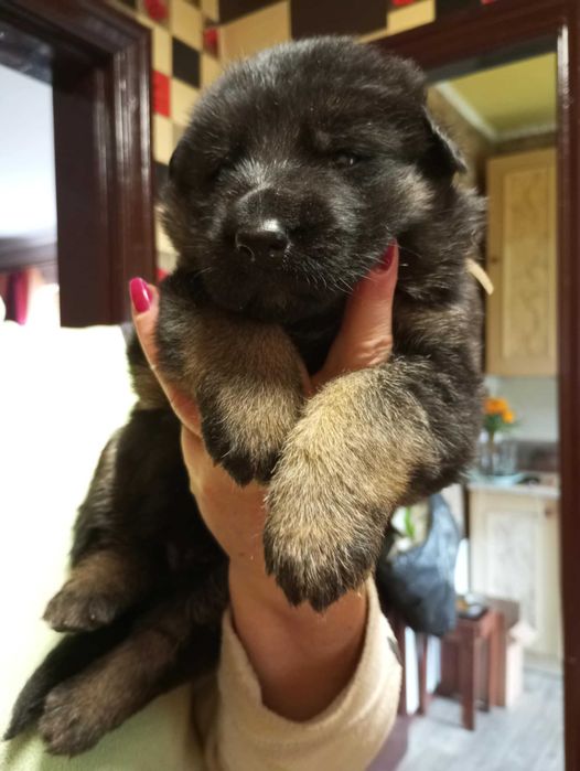 Цуценята німецької вівчарки