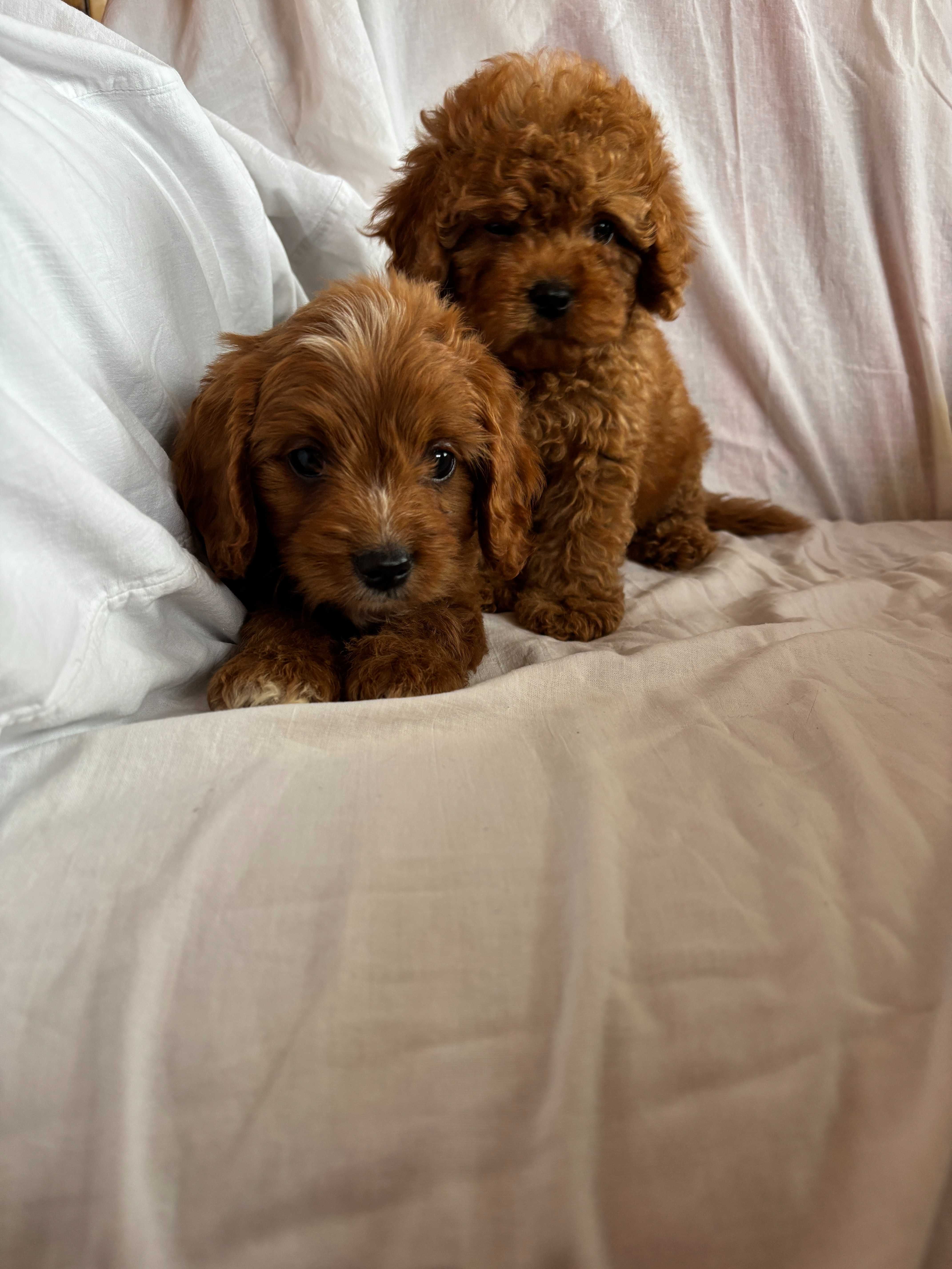Piesek rasy Cavapoo