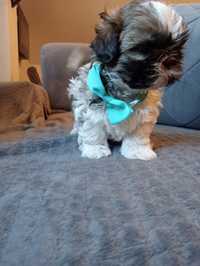 Shih tzu tricolor