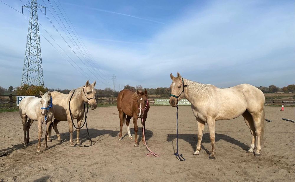 Źrebna klacz AQH, American Quarter Horse