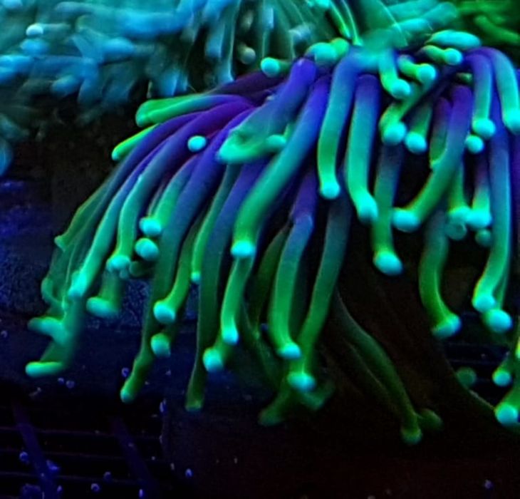 Euphyllia glabrescens Highlighter . Koralowiec . Akwarium morskie