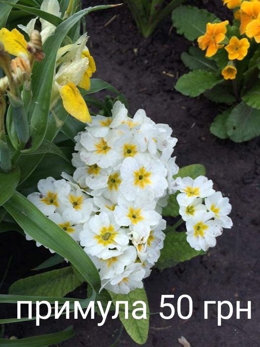Примула садова, примула. Набір примули.