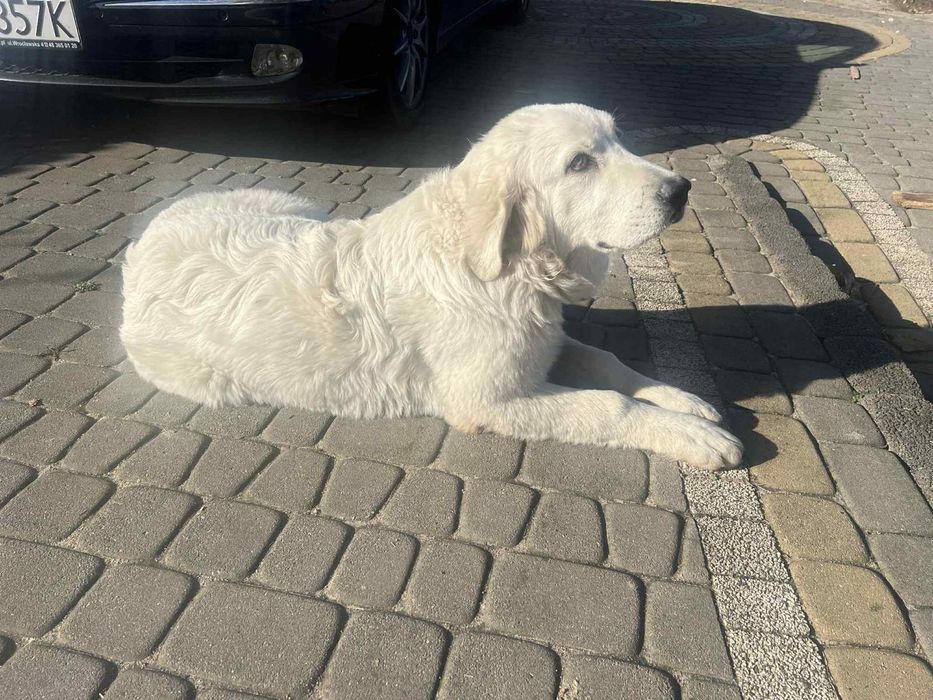 Owczarek podchalański