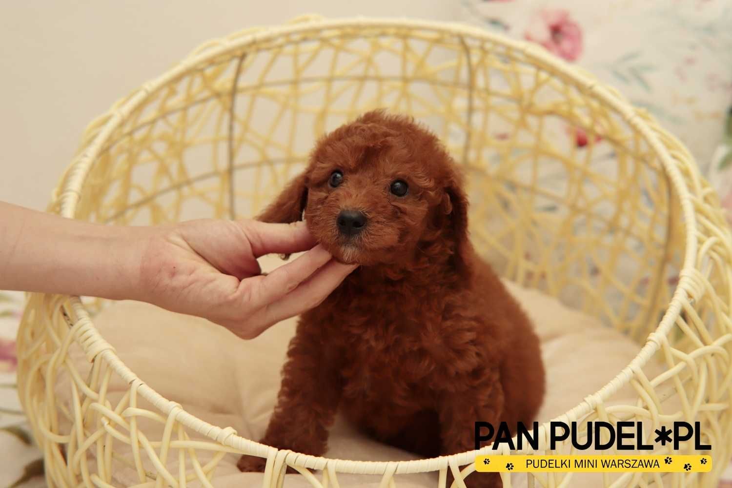 Pudel Toy/Mała Miniaturka Piesek Red Brown Już Do Odbioru