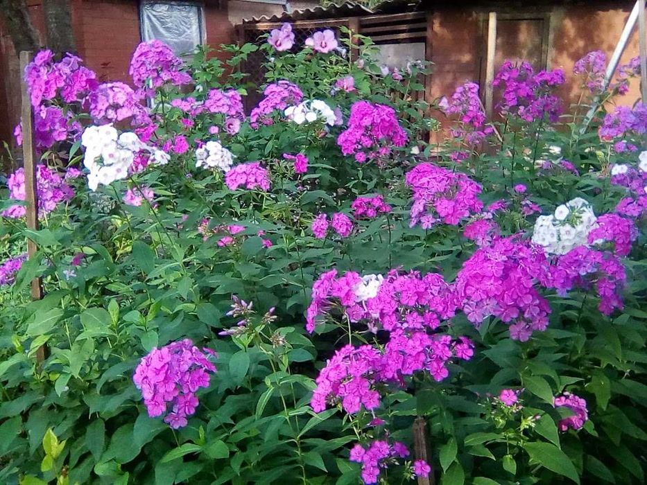 Флокса! блакитна. Висока !