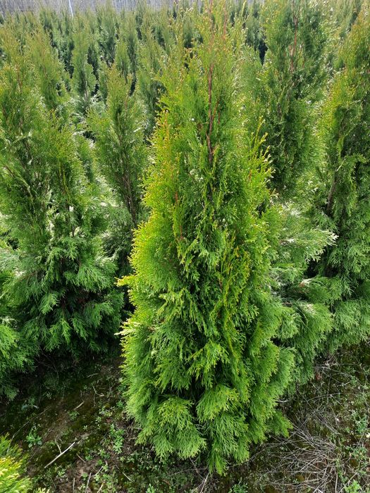 Tuja szmaragd 120 180cm WYPRZEDAŻ