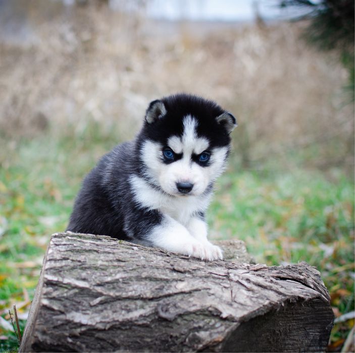 Сибірський хаскі, КСУ