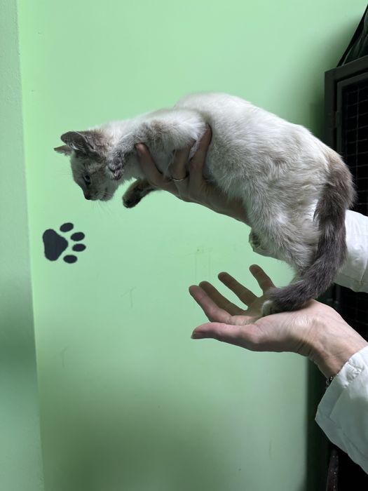 Кошеня в добрі руки