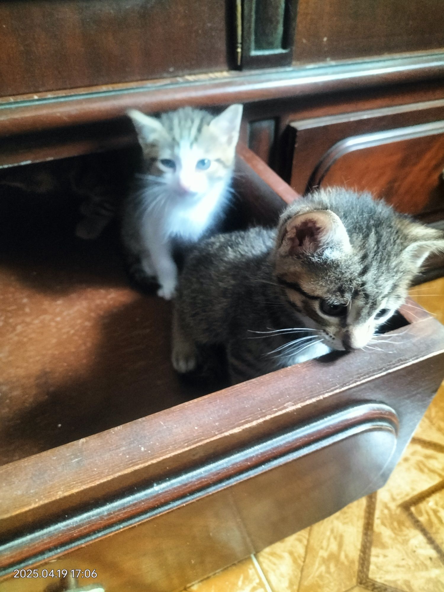 Gatinhos para adoção