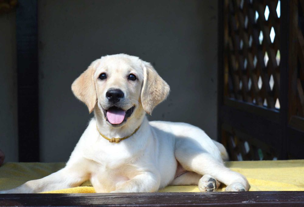 Щенки лабрадора шикарная родословная от Salutas