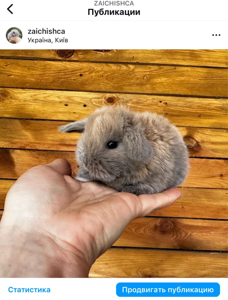 Справжні породисті міні карликові кролики