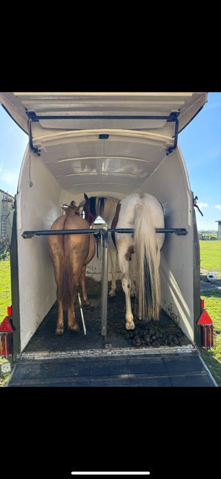 Transport koni - zwierząt 24 h /7 .