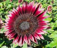 Słonecznik Ozdobny CHERRY QUEEN – Czerwony (Helianthus Annuus) 1 kg