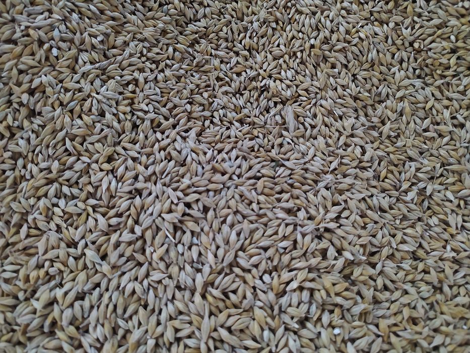 Jęczmień ozimy tegoroczny