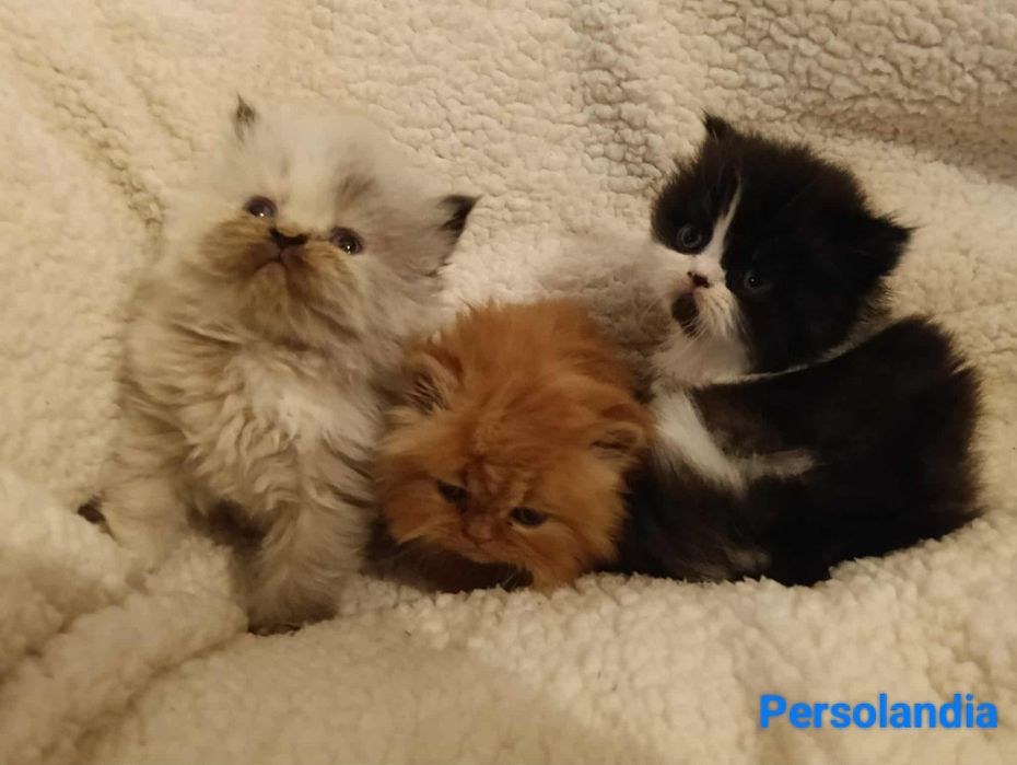 Koty perskie pers persy perski