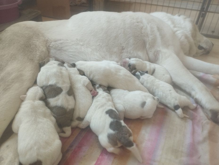 Szczenię Owczarek Środkowoazjatycki