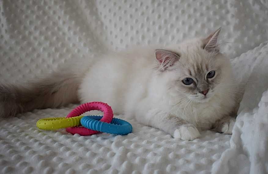 SOYA - rodowodowa kotka rasy ragdoll FPL
