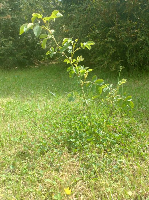 Piękna Sadzonka róży