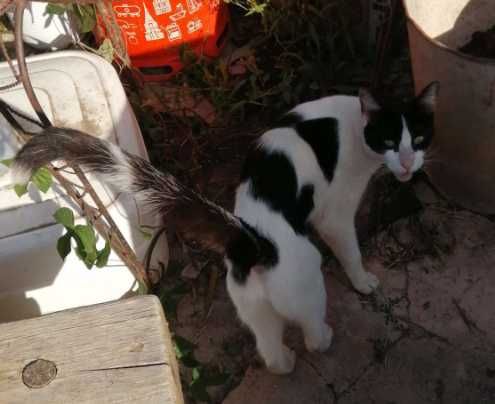 Gato Encontrado - Found cat