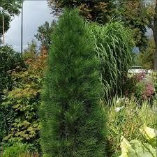 pinus nigra sosna czarna green tower 60cm+