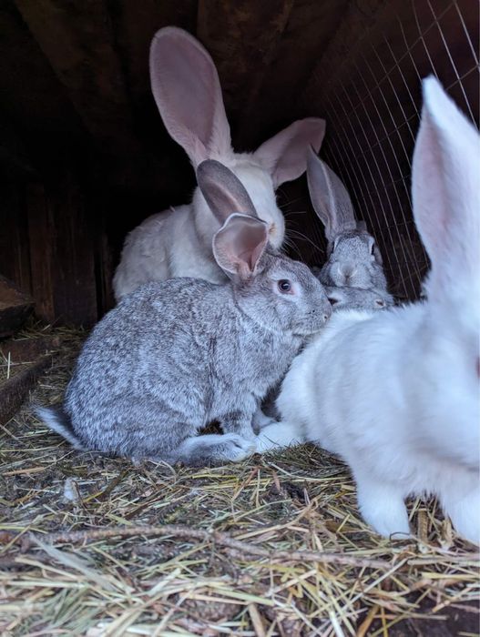 Кролі різного віку різних порід