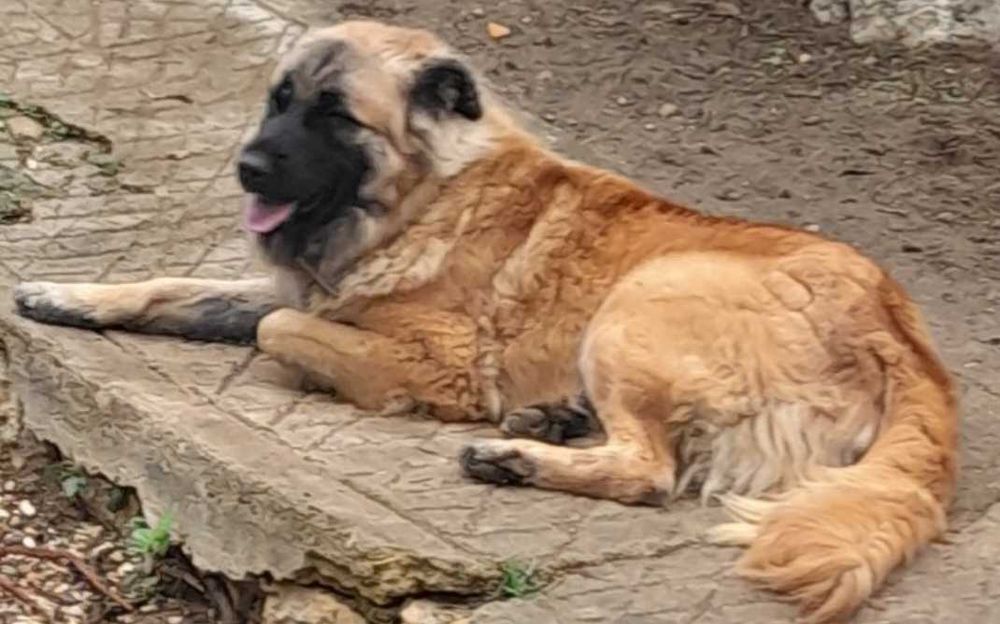 Cão serra da estrela