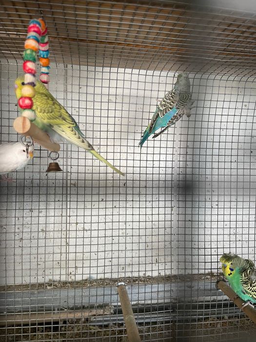 Periquitos lutinos, albinos, hagoromo