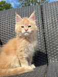 Sherlock-kocurek Maine Coon