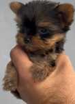 Yorkshire terrier  Excelente qualidade RAÇA    PREÇO SÓ HOJE