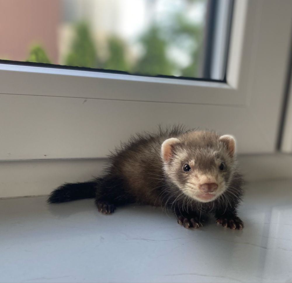 Samczyk fretka gotowy do odbioru